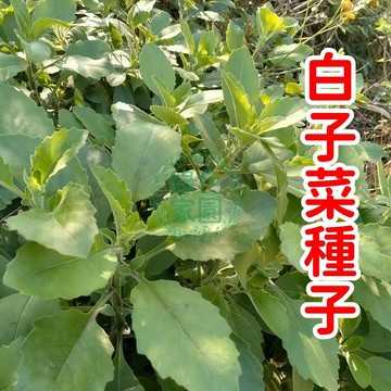 🌟稀有白子菜種子限量上市！🌟 純白如玉的夢幻蔬菜，陽台盆栽輕鬆種，打造專屬你的冬日雪景菜園！