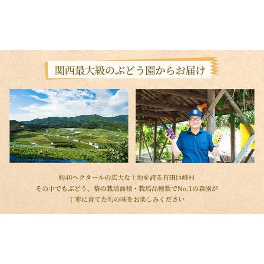 ふるさと納税 和歌山県 有田川町 ぶどうの王様 農家直送 朝採り濃厚巨峰　約1.2ｋｇ