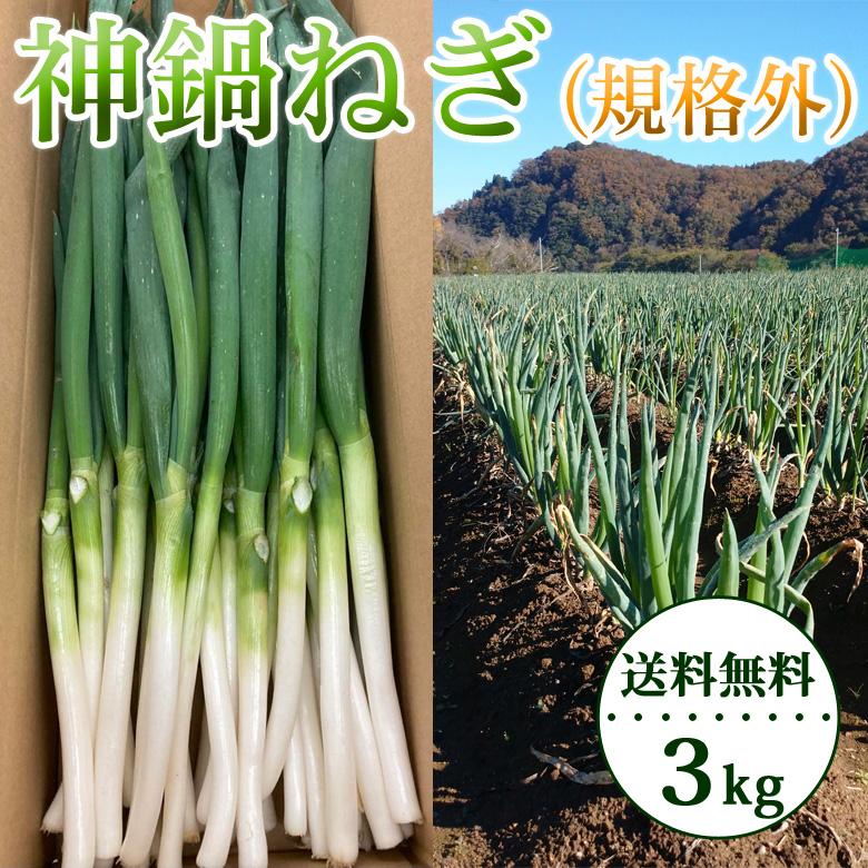 神鍋ねぎ 訳あり 長ネギ 規格外 3kg（バラ入り）有機肥料 鍋物 焼きねぎ 業務用 送料無料