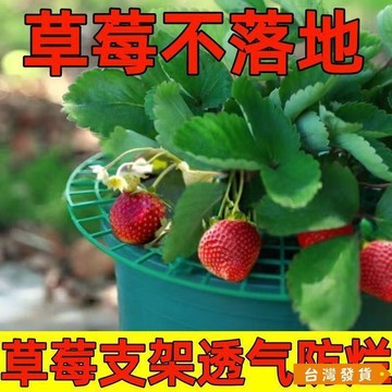 【台灣發貨】草莓立體栽培架種植托架方形盆栽培水果托盤架支架防爛水培草莓架