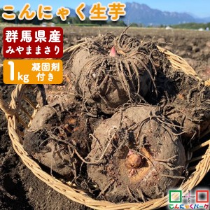 こんにゃく芋 群馬県産 みやままさり 生芋こんにゃく 手作りこんにゃく 産地直送 1kg 凝固剤10gサービス こ