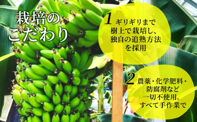 国産さぬきドリームバナナ〈香川産〉ギフトBOX5本セット