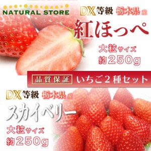 [予約 2024年2月15日-2月22日の納品] 遅れてごめんねバレンタイン 紅ほっぺ × スカイベリー 約250g× DX 大粒 苺 食べ比べ いちご