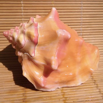 天然大海螺貝殼胭脂螺  家居櫥窗擺件 魚缸水族造景裝飾 戀人禮物