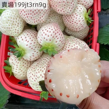 現貨🍓【白雪公主草莓種子】（1000粒）🍓2025新種 果型圓潤 奶油香味 口感爽脆 超甜四季室內外陽臺盆栽草莓種子