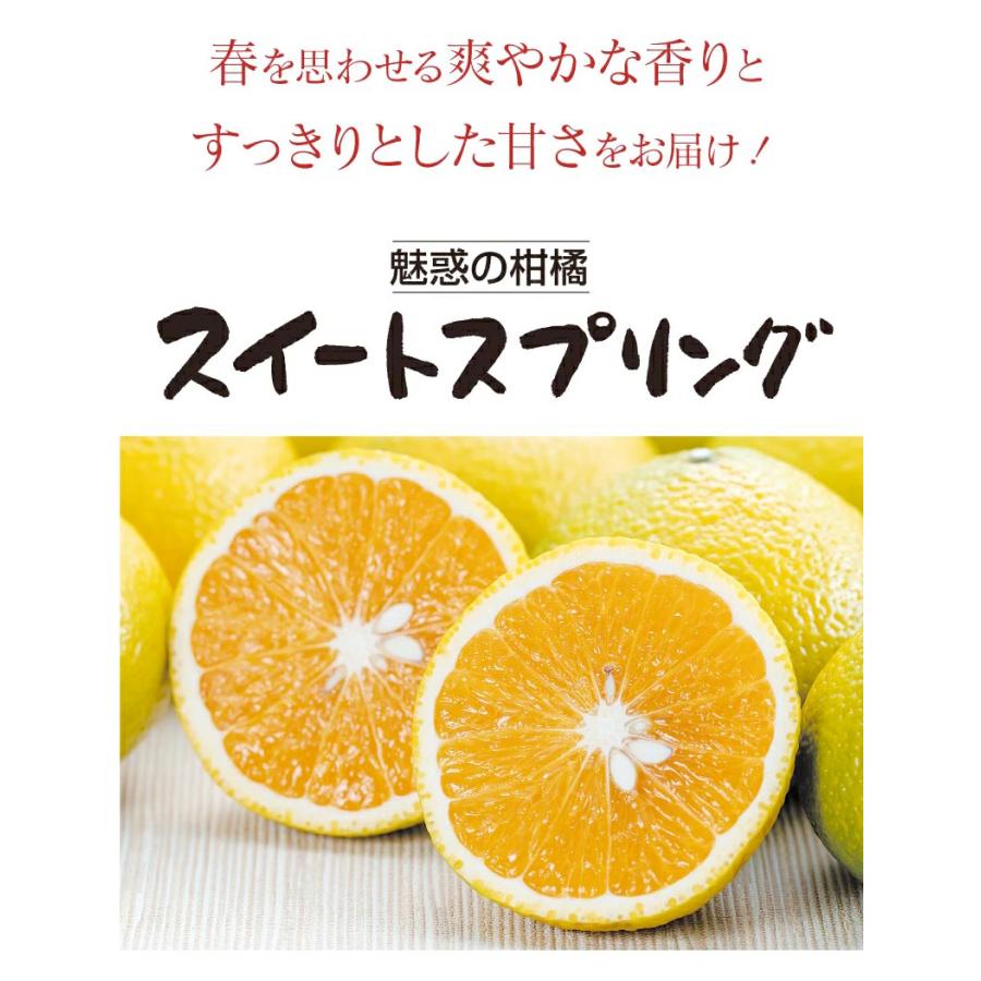 みかん スイートスプリング 送料無料 3kg（約20〜30玉前後）＜12月上旬より順次出荷＞ 熊本産 農家直送 フルーツ 果物 大嶌屋（おおしまや）