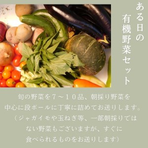 ガバレ農場の季節の有機野菜詰め合わせセット