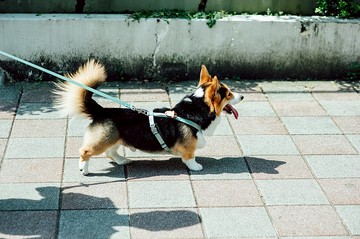 【tails&me 尾巴與我】經典尼龍帶 寵物牽繩(多色可選)