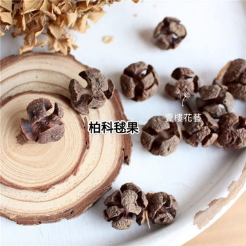 柏科樹天然果實毬果柏樹毬果 收藏乾燥花圈手作素材幼兒園小學教材【壹樓花藝雜貨】