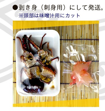 捌いて発送　国産天然　伊勢エビ　3尾　500ｇ[伊勢海老]