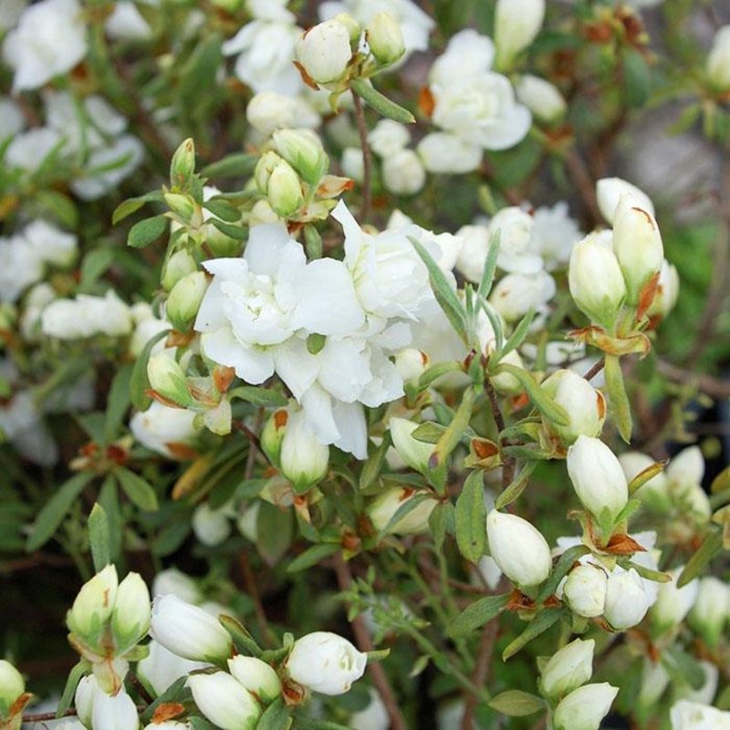 八重咲きツツジ 白に赤も有る色 花苗 苗木 抜き苗発送今花が咲き終わり