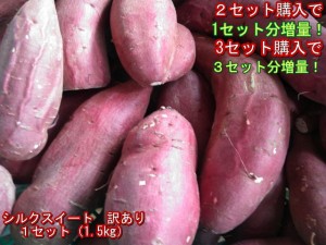 シルクスイート　蔵出し　訳あり １セット（1.5kg）２セット購入で１セットおまけ！３セット購入で3セットおまけ！さつまいも