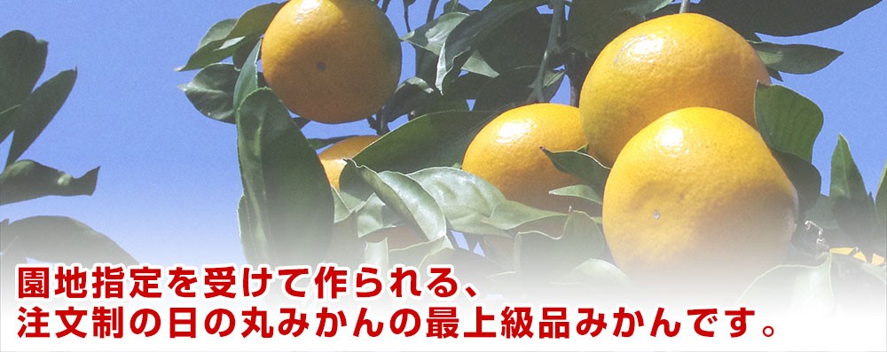 愛媛県より産地直送　JAにしうわ　日の丸プレミアムみかん　ゴールド千両（豪琉頭千両）　ＭからＳサイズ　3キロ（30から36玉） 送料無料　蜜柑　ミカン