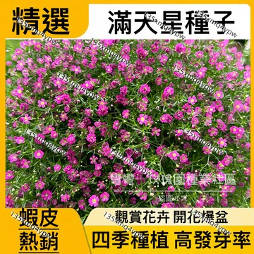 ✨台灣現貨 多色滿天星種子（250粒）觀賞花卉盆栽種子 好養易活 發芽率高 開花不斷 盆栽室內花植物種子 易爆盆種子