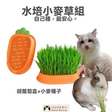 哈密兔事·小麥草水培組｜兔子很愛吃小麥草·小麥種子培育組·兔子牧草·貓草·兔子用品