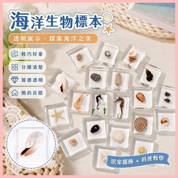 🔥臺灣熱賣⚡️振方工藝品廠海洋生物海螺貝殼標本來圖打樣科普教學模型海洋科普🎉