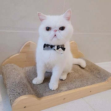 英倫格子蝴蝶結 貓狗項圈