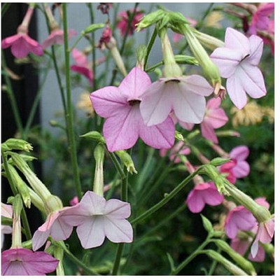 イングリッシュ ガーデン ガーデニングの通販 350件の検索結果 Lineショッピング