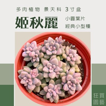 [狂買園藝] 多肉植物 姬秋麗🌸 3寸盆 /景天科/仙人掌/送禮小物/療癒植物/