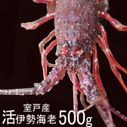 室戸産活伊勢エビ５００ｇ