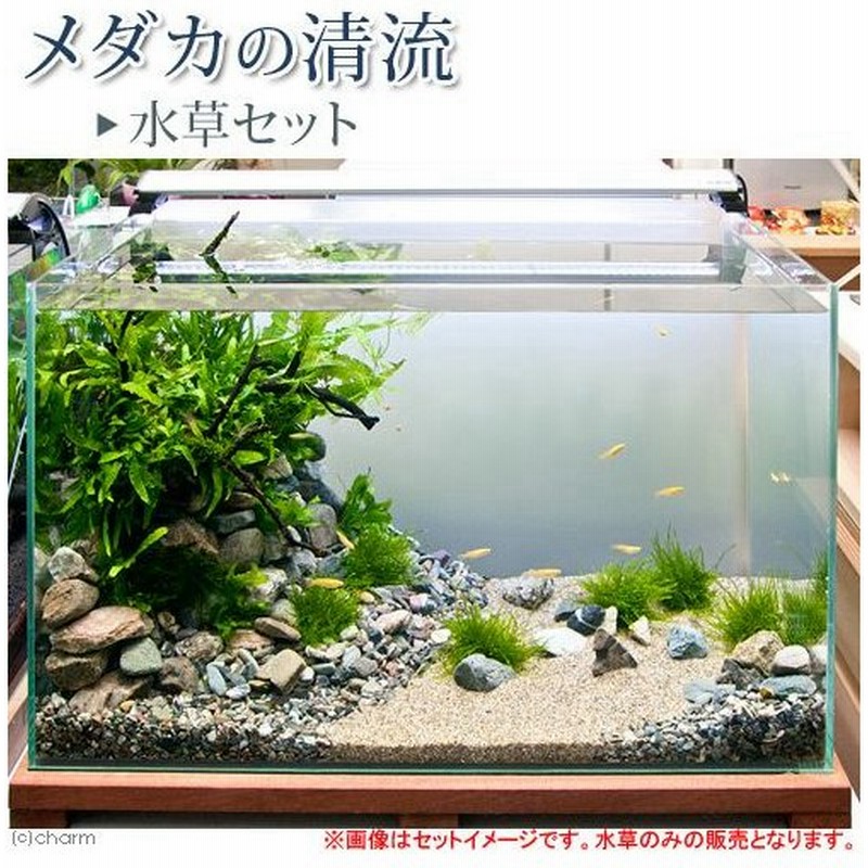 水草 初めての水草 ５種 １パック 水草その前に