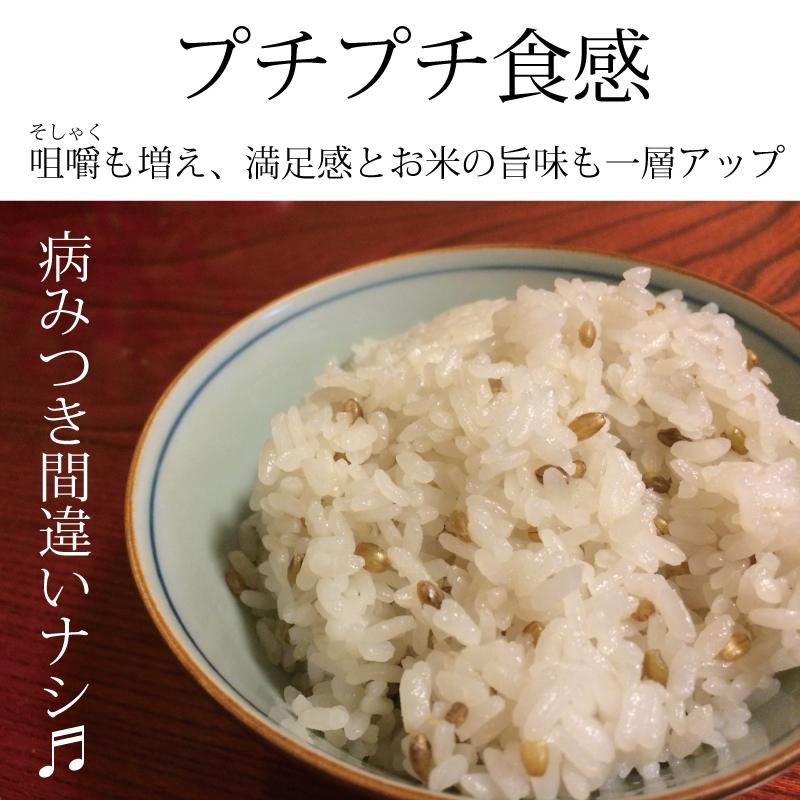 もち麦  お徳用 2kg 業務用 国産 農薬不使用 栄養価最高峰の殻付き紫もち麦品種