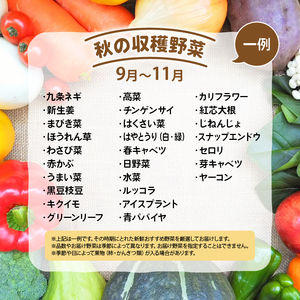 道の駅 竜王 かがみの里 旬の野菜セット 全6回