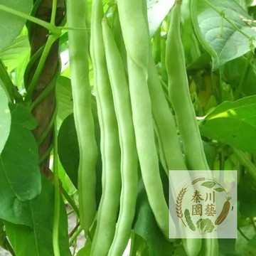 🔥「泰國夜市同款！無筋豆種子｜口感脆嫩無絲 熱炒涼拌都讚｜陽台爬藤超好種｜產量高 連續採收｜附台灣簡易種植教程｜現貨