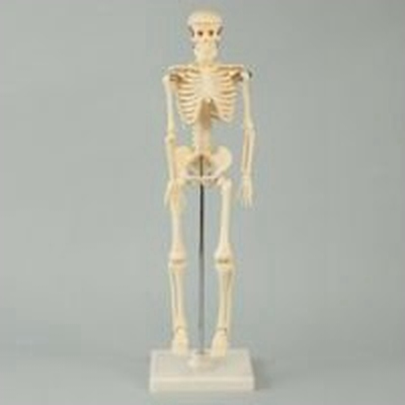 人体模型 全身 骨 42cm スタンド付 ミニ 人体骨格模型 おもちゃ 理科 観察 学校教材 学習教材 骨格標本 自由研究 室内 通販 Lineポイント最大0 5 Get Lineショッピング