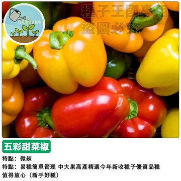 生食彩色甜椒 五色甜圓椒 燈籠椒 不辣可生吃 沙拉必備 蔬果食材 現採新鮮 清脆多汁 即食蔬果 營養豐富