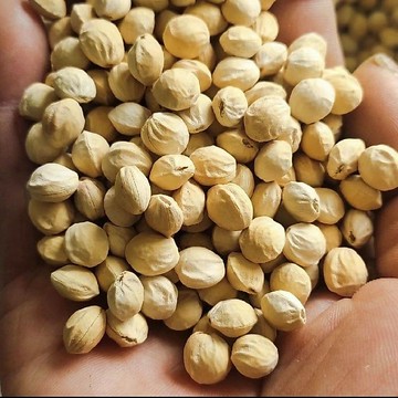 🍒(30款 櫻桃種子)  新手必種懶人櫻桃種子 室內陽台可種 發芽率高 結果快 豐產易種植 陽台變身小果園 高發芽率