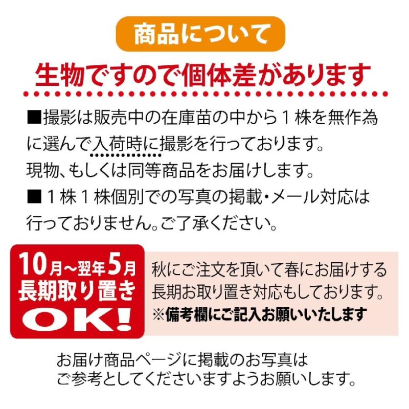 常緑ヤマボウシ 十五夜 根巻き特大苗 大型宅配便 北海道・沖縄・離島