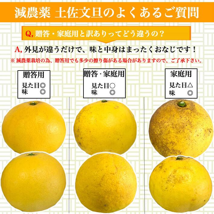 ＼1月中旬発送予約／ 文旦 土佐文旦 糖度12度  高知県産 減農薬 約3kg 贈答用 2L-L パール柑 ブンタン