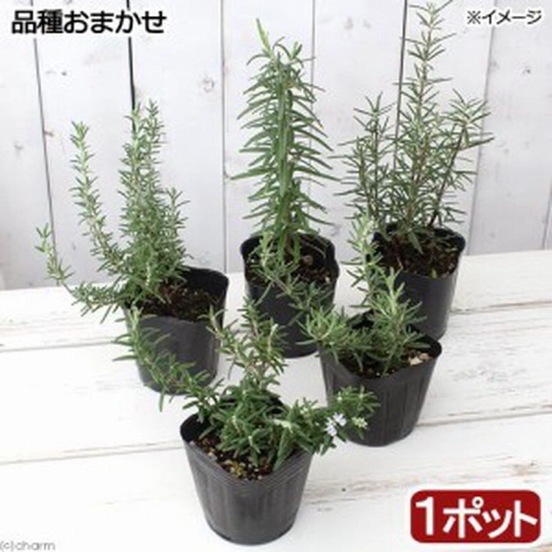 観葉植物 ハーブ苗 ローズマリー 品種おまかせ ３号 １ポット 家庭菜園 通販 Lineポイント最大1 0 Get Lineショッピング