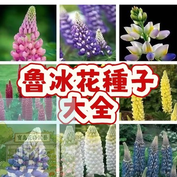 🔥🔥現貨速發（魯冰花種子大全）羽扇豆  四季易種  滿地開花 花期超長 重複開花 易種易養  #自留種