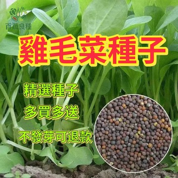 【20天收成】雞毛菜種子 小白菜嫩苗 青菜新手必種 耐熱四季可播 陽台盆栽懶人蔬菜 快速綠葉 高產超好養