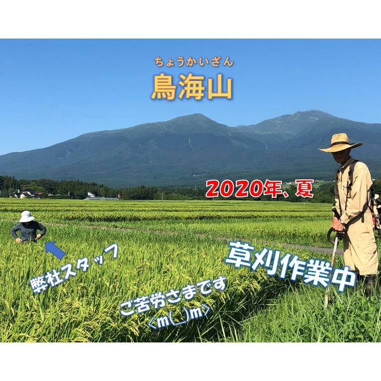 山形県庄内産 雪若丸 白米 5kg  令和5年産