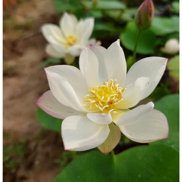 ❀台灣當天發貨❀碗蓮荷花種子【校園植物學習單首選】 小型荷花種子水培植物四季 荷花盆栽 觀賞花卉易長 易活 易種植