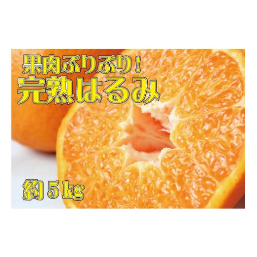 ふるさと納税 和歌山県 古座川町 果肉ぷりぷり!完熟はるみ5kg　※2024年2月上旬頃〜2024年2月下旬頃に順次発送予定(お届け日指定不可)