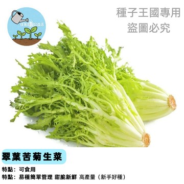 翠玉苦菊種子(SC-2)｜苦苣生菜種子 山苦萵 台灣現貨 沙拉生菜 家庭菜園 有機種植 耐熱易種 快速採收 生食火鍋皆宜