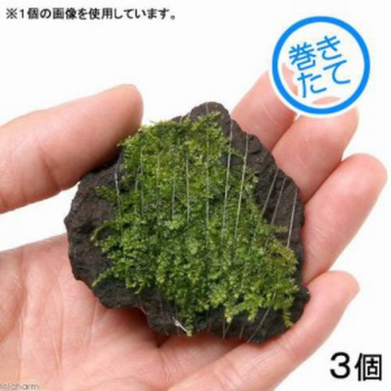 水草 巻きたて 南米ウィローモス 富士ノ溶岩石 ミニサイズ 約４ ６ｃｍ 水中葉 無農薬 ３個 北海道航空便要保温 通販 Lineポイント最大1 0 Get Lineショッピング