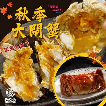 【帕查嬤嬤】🔥🦀正港頂級 爆膏港貨 江蘇大閘蟹 ㊙️精選 神大只 3A   6.5-7.0兩 🦀🔥🔥｜正精品級大閘蟹