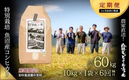 ≪令和5年産≫農家直送！魚沼産コシヒカリ特別栽培「白羽毛の米」精米(10kg×1袋)×6回 60kg