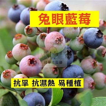 🌱早熟高產 兔眼藍莓種子LM-13 進口品種 抗旱 抗濕熱 易種植 易生長  高產 抗病抗旱易種植 高產盆栽樹株水果種子