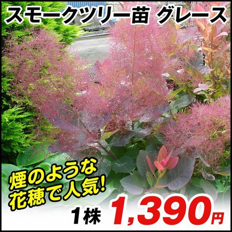 スモークツリー 苗 苗木 グレース 1株 スモークツリーの苗木 庭木 植木 花木苗 通販 Lineポイント最大0 5 Get Lineショッピング