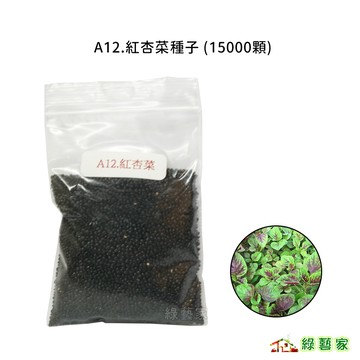 A12.紅杏菜(紅莧菜)種子15000顆(葉幅大,葉心紫褐色,甜度佳,耐寒力優)葉菜類種子【綠藝家】