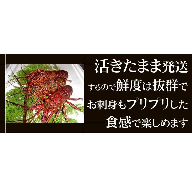 活きたまま発送　ほんのちょっとワケあり、活伊勢海老 普通サイズ　5尾　１.25ｋｇ　[活伊勢海老]