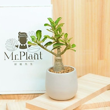【拈花x研植】沙漠玫瑰│3.5吋水泥盆│窗邊植物│新手植物│淨化空氣│招財植物│觀葉植物│質感盆栽