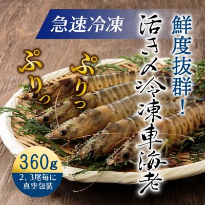 ふるさと納税 国東市 鮮度抜群!活き〆冷凍車海老(360g)_29100A