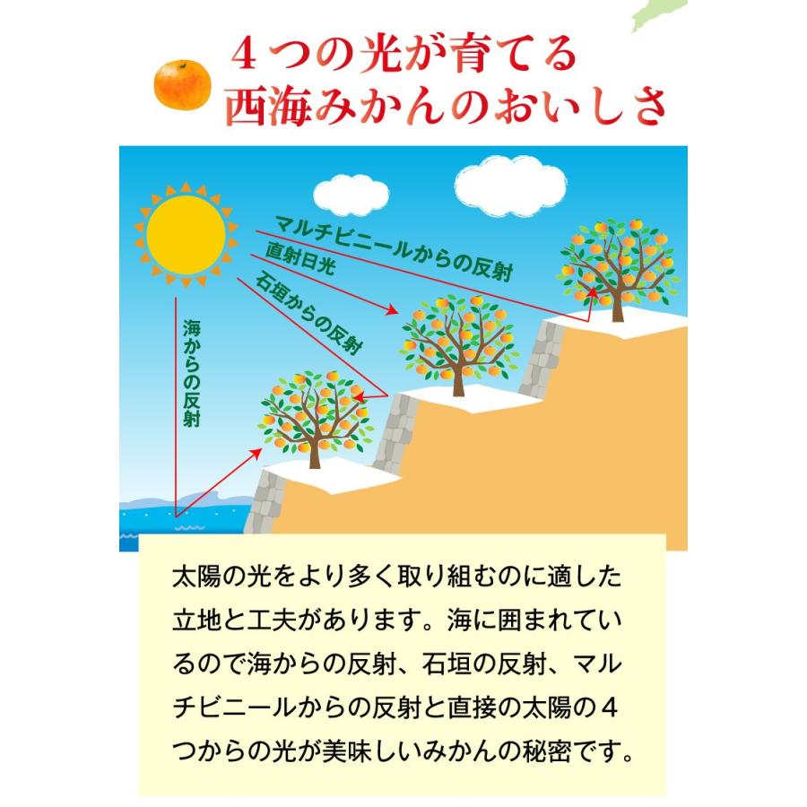 長崎 みかん 西海小玉みかん 10kg 3S〜Sサイズ混合 早生 糖度11〜13度 ちょっぴり訳あり ご家庭用 送料無料 産地直送 S常